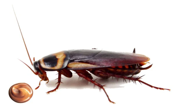 Maxforce Gold Cockroach Bait