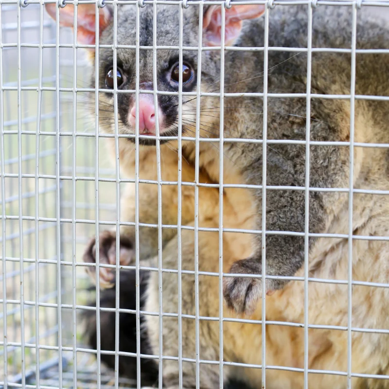 Possum Trap